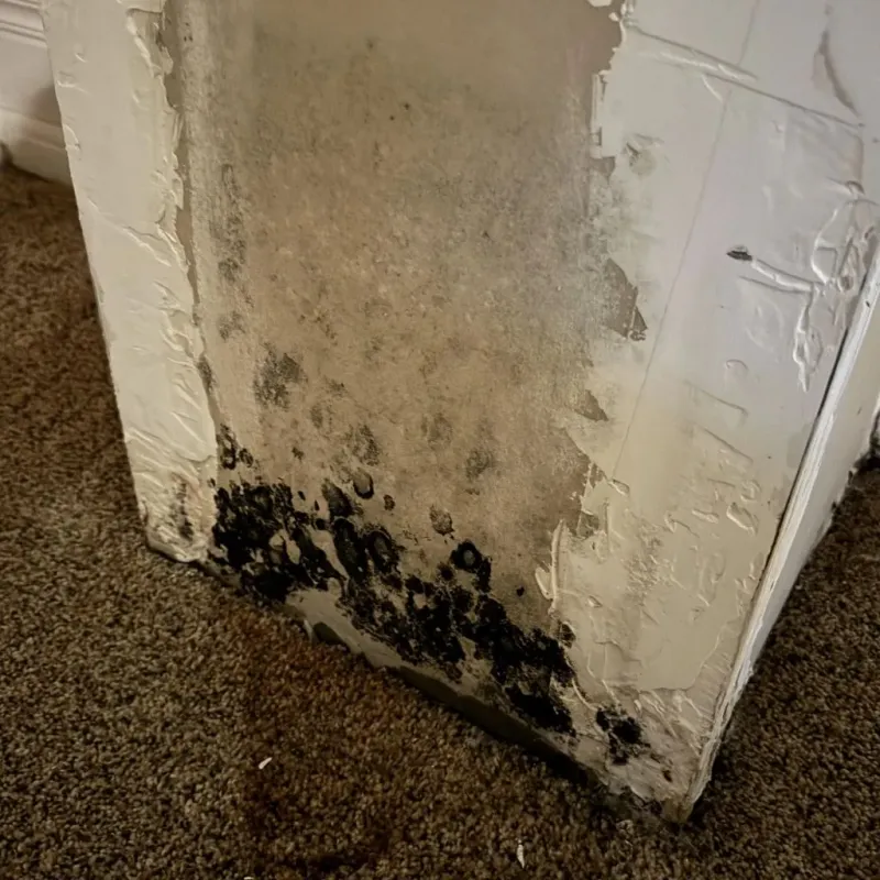Professional Mold Removal in Hidalgo County, TX